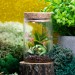 Small terrarium with a cute sleeping dragon